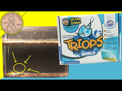 Triops World