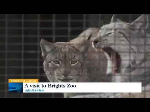 Brights Zoo