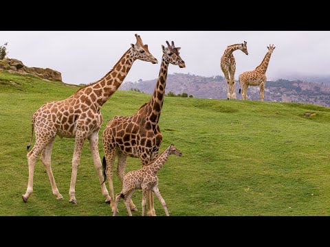 San Diego Zoo Safari Park