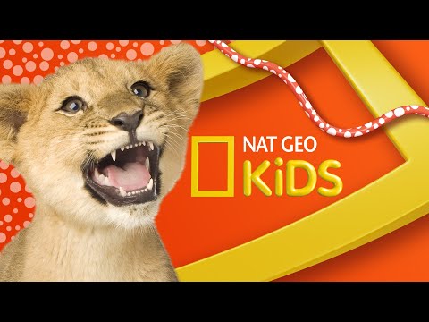 Nat Geo Kids