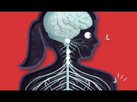 The Human Body by Tinybop