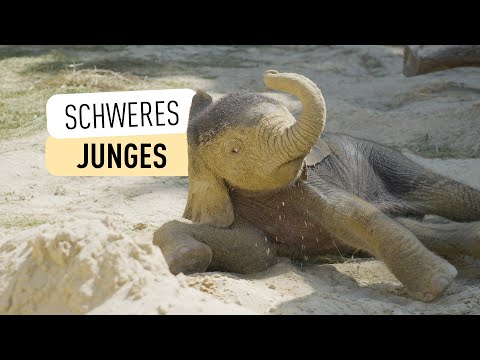 Tiergarten Schönbrunn (Vienna Zoo)