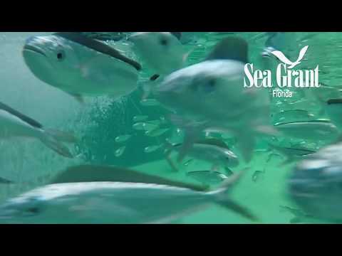 Florida Sea Grant Programs